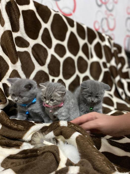 Шотланские котята