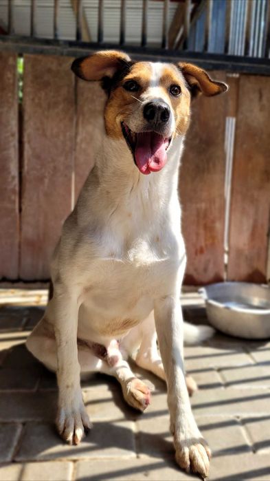 Duster – wyjątkowy pies do spokojnego domu, 5 lat, średniak