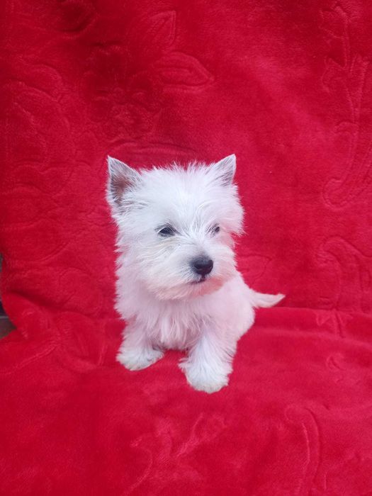 West Highland White Terrier