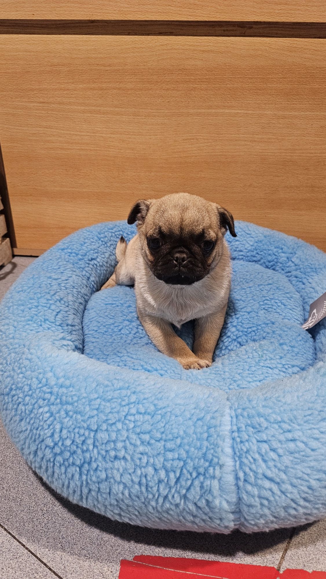 Pug Carlin macho
