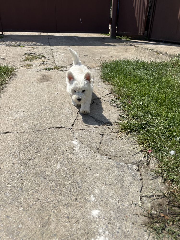 Piesek  West Highland white terrier
