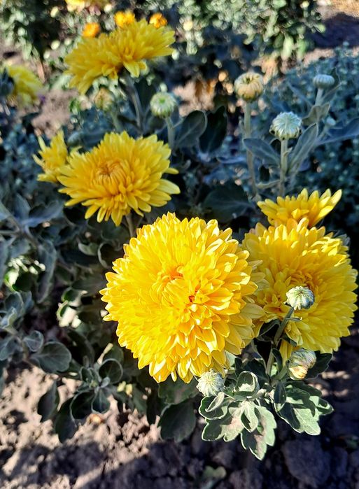 Продам хризантеми