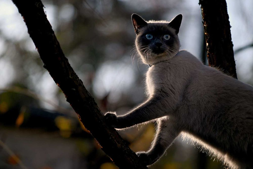 NIKKOR 105/2,5 Ai чудовий мануальний портретник від Nikon