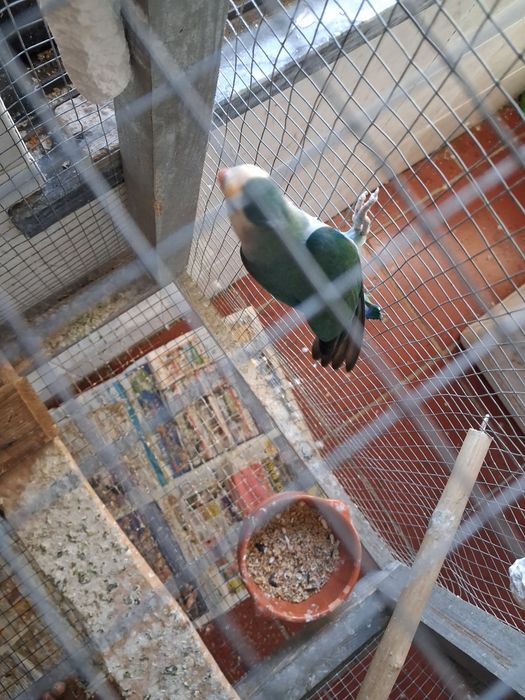 Agapornis bravo ,macho com ano em cor azul para venda