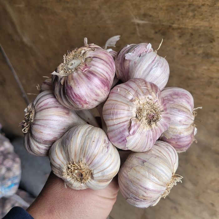Czosnek polski 100 główek odmiana Harnaś 5,5cm