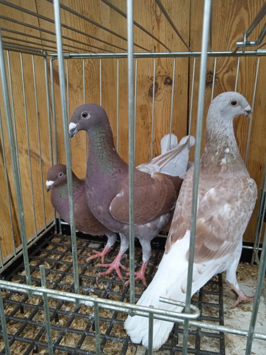 Pocztowe kolorowe ozdobne młode