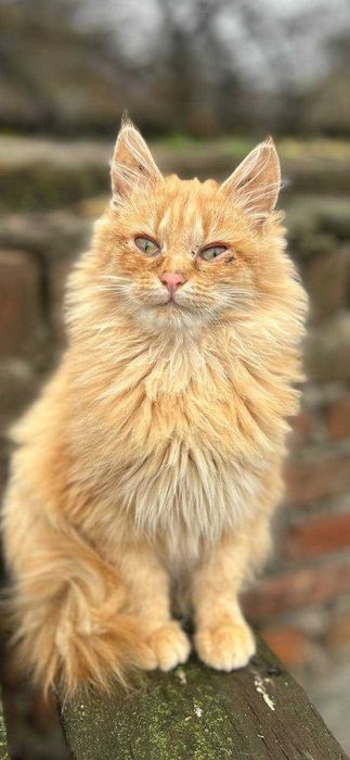 Шукаємо сім'ї котикам