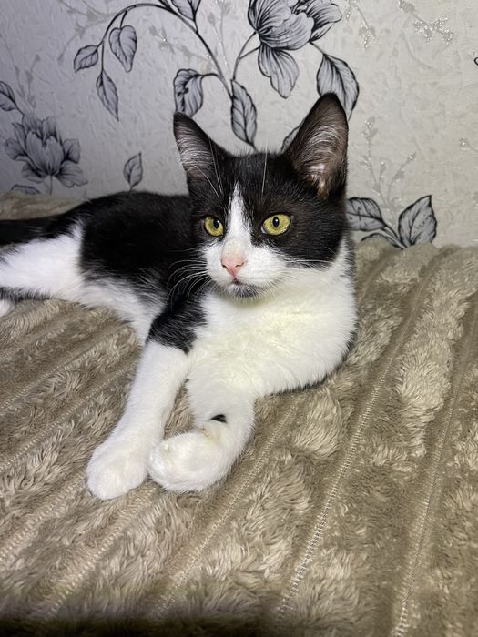 Кіт, кошеня, кошенятко, в пошуках свмʼї