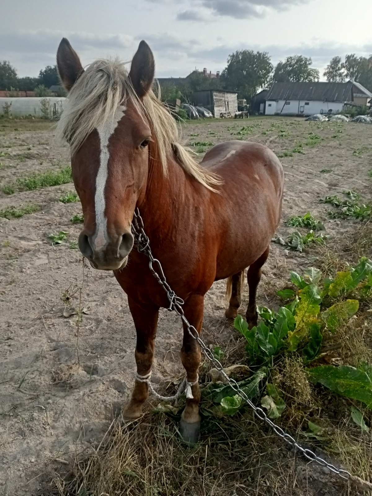 Продамо Жеребця хороший крепкий жеребчик, 7 років