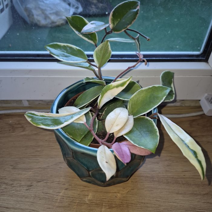 Hoya Flamingo Dream dużo białego