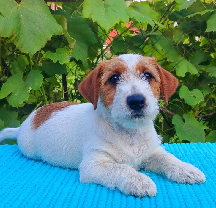 Щенки джек рассел терьера