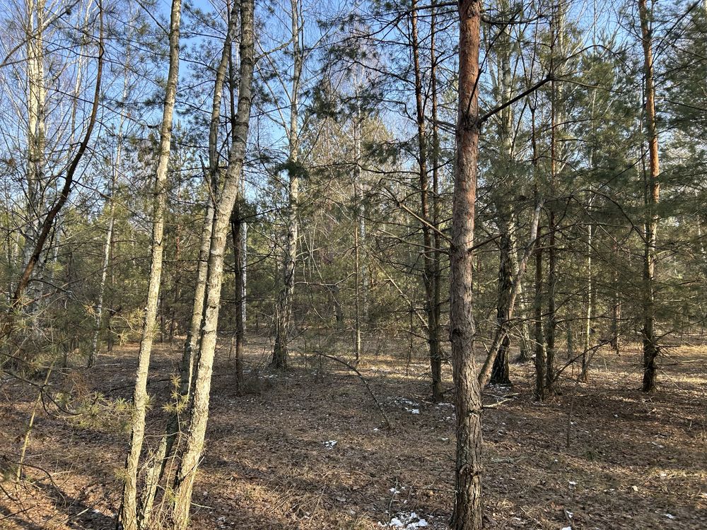 Заліснені земельні ділянки