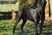 Cane corso/sprzedam/ Vigo GEMMA NERA