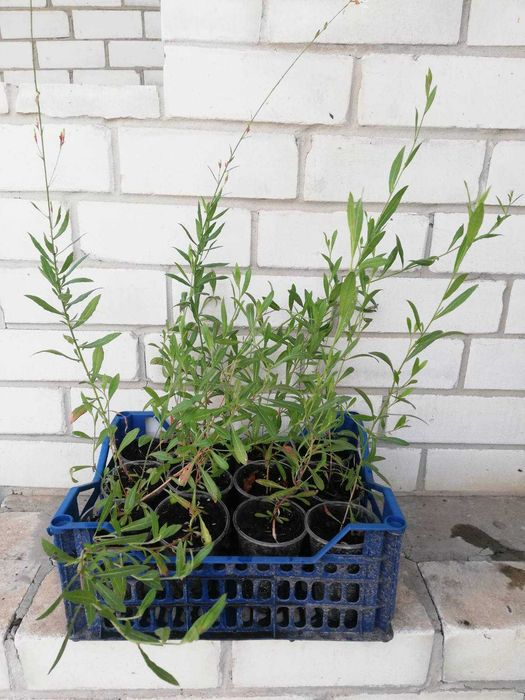 Гаура або бджолоцвіт