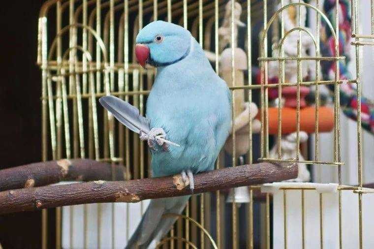 Приручення ожерелового папуг – процес досить простий і цікавий