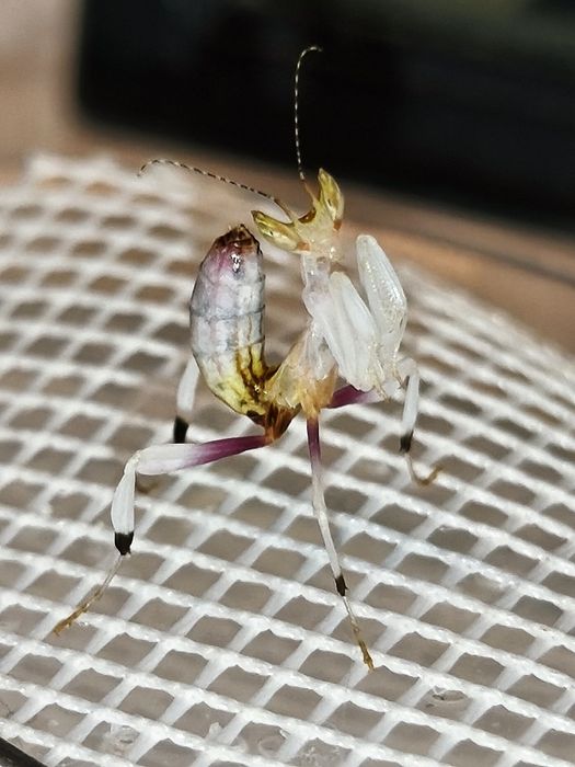 Hurt Modliszka Storczykowa Hurtowe ilości (Hymenopus coronatus)