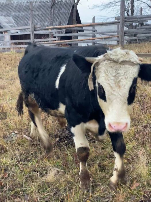 Продається молодий Бичок