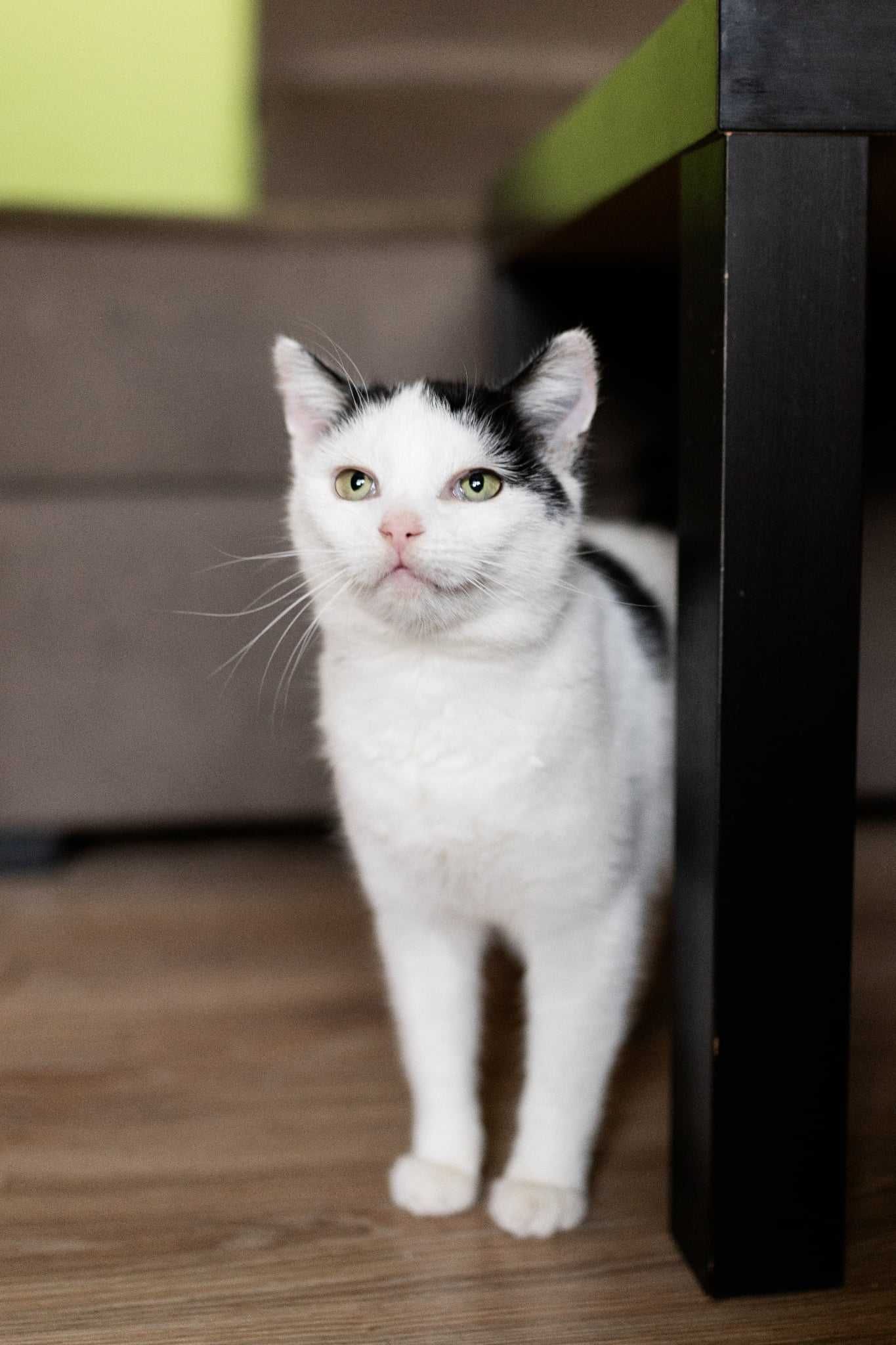 Kotka / kot / adopcja
