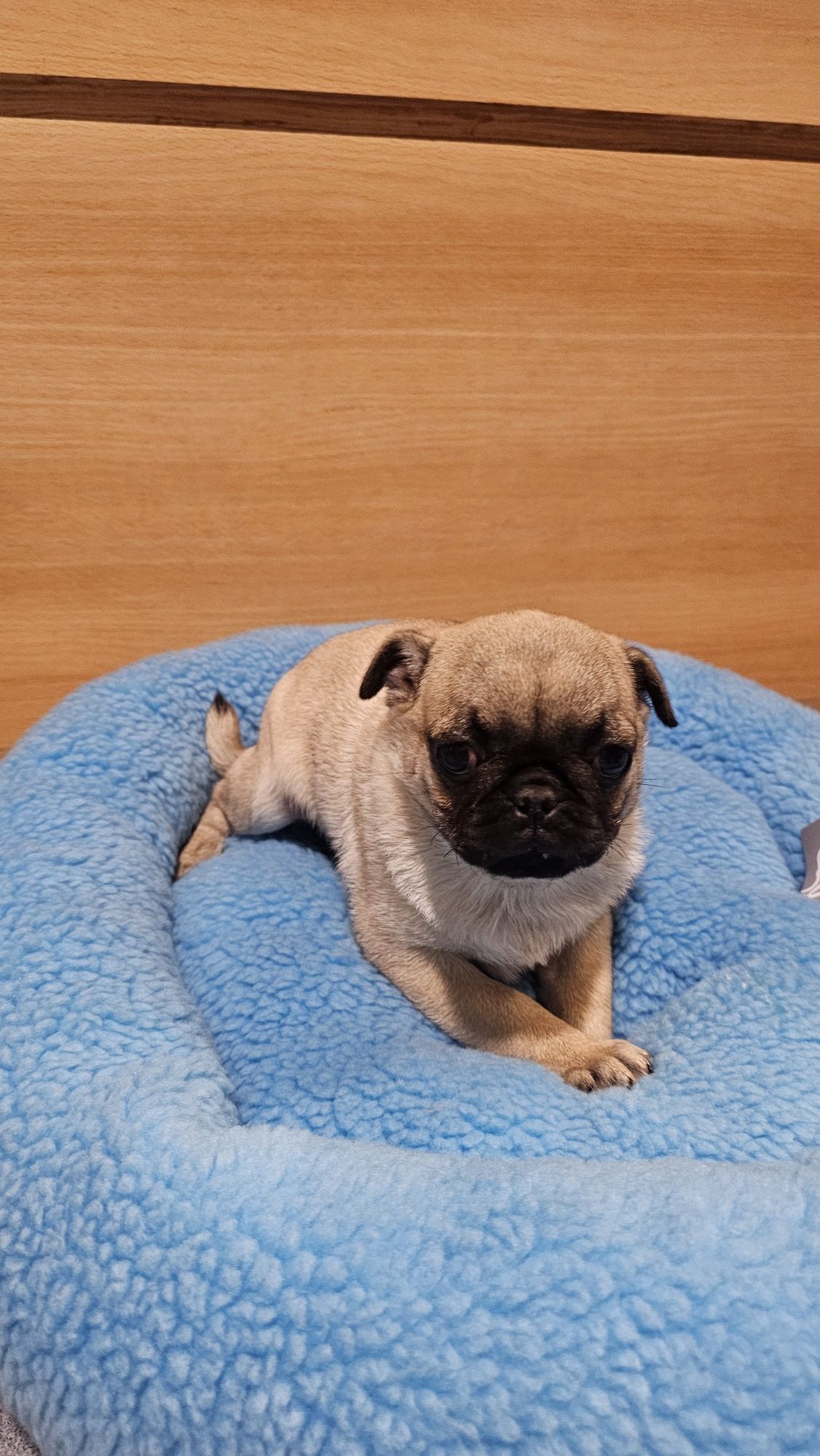 Pug Carlin macho