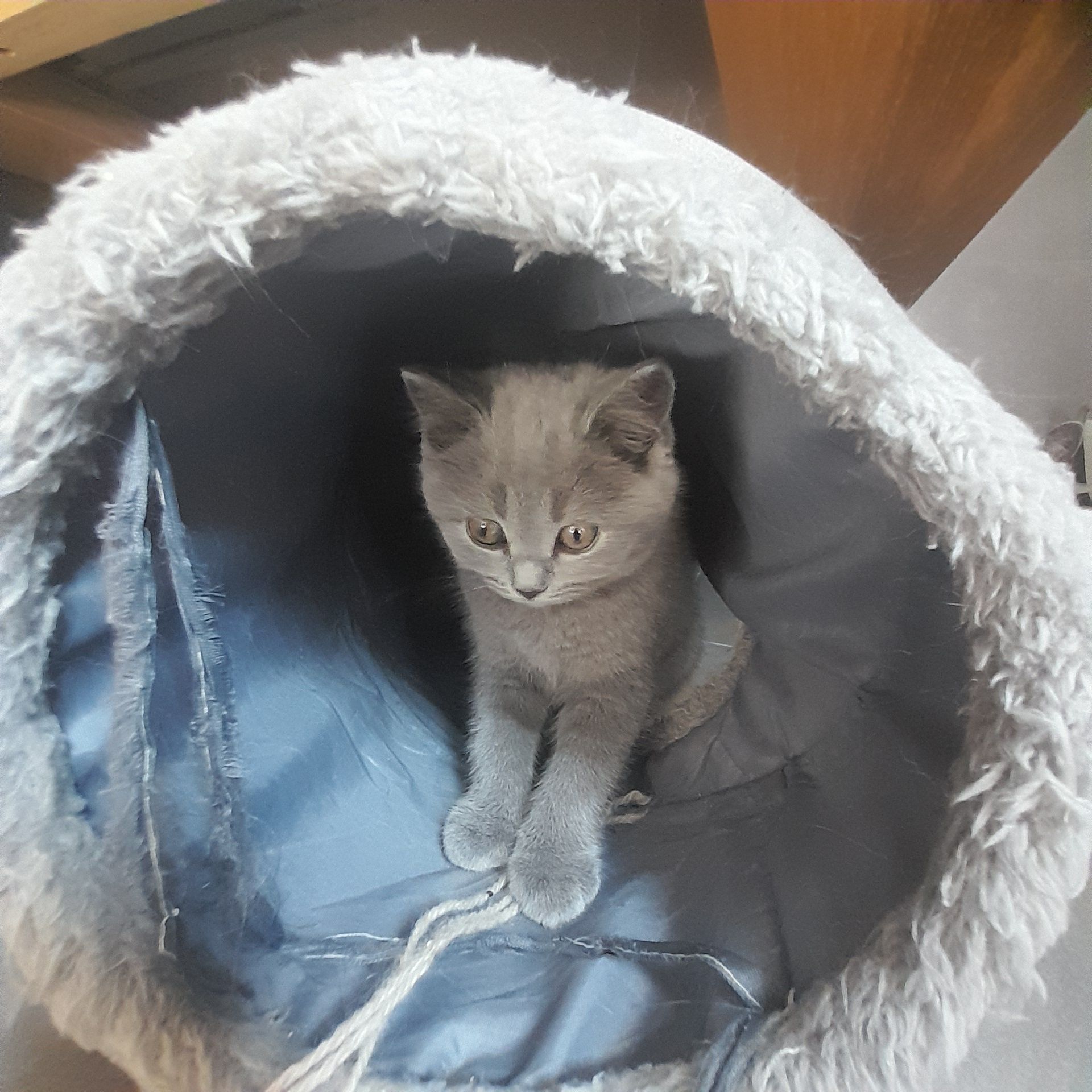 Kotka brytyjska niebieska BSHa  Koty Brytyjskie