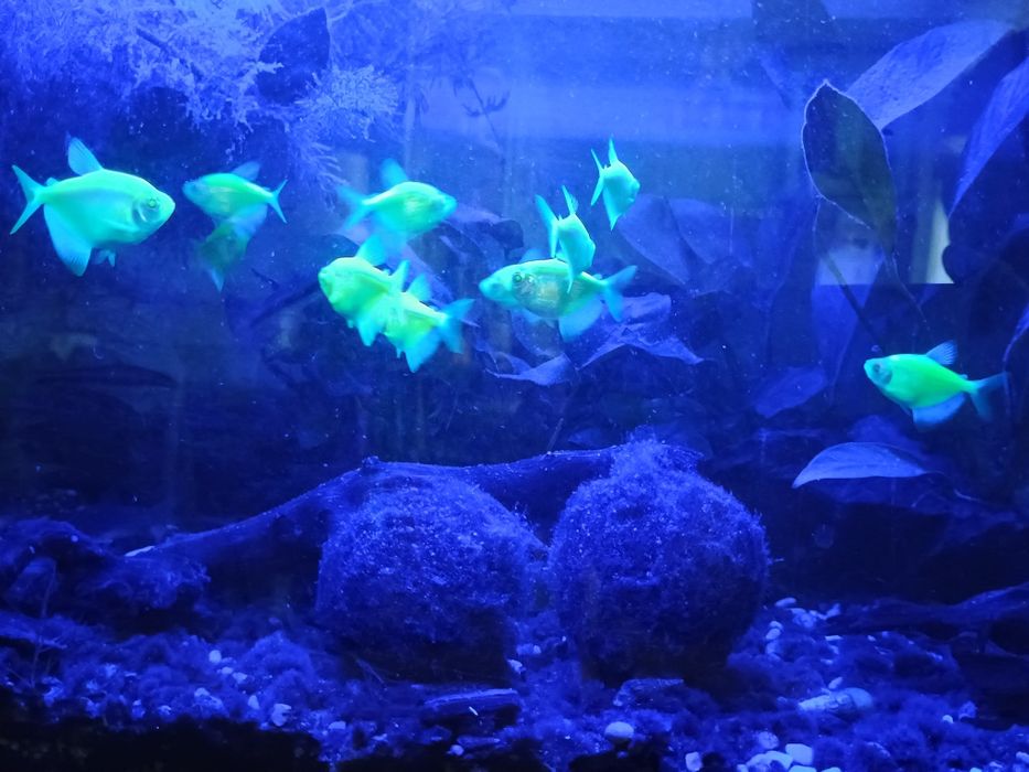 Rybki akwariowe tetra świecąca fluo
