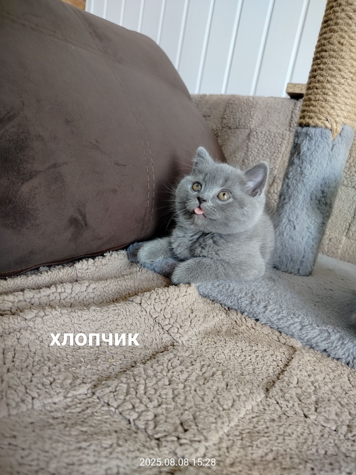 Кошенята, Котята, котики