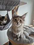 Sprzedam niebieską kotkę w opcji hodowlanej rasy Maine coon