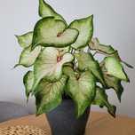 Kwiat ozdobny Caladium Heart to Heart, doniczka 21 cm