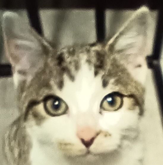 Znaleziono kociaka - Chojnice