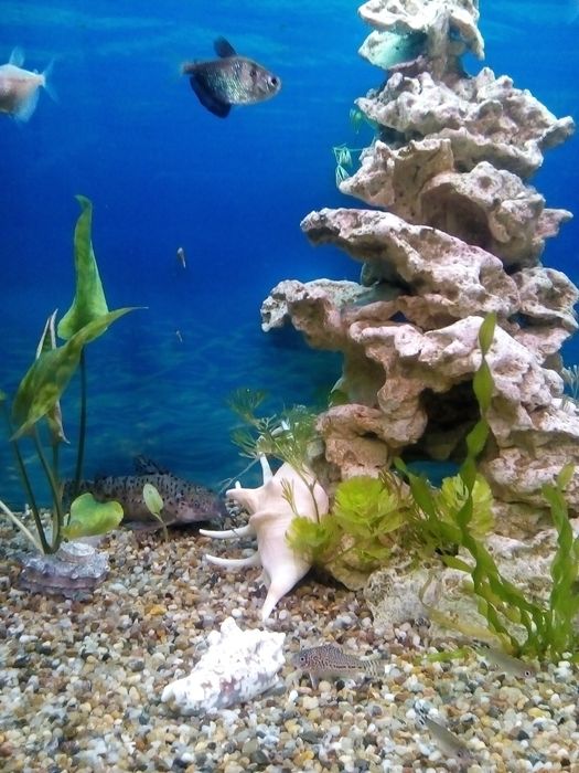 Продам аквариум с подставкой на 250лит