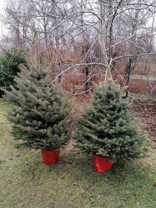 Świerk srebrny 1,5 -1,8,  Dostawa Warszawa i okolice  - Puławska 416