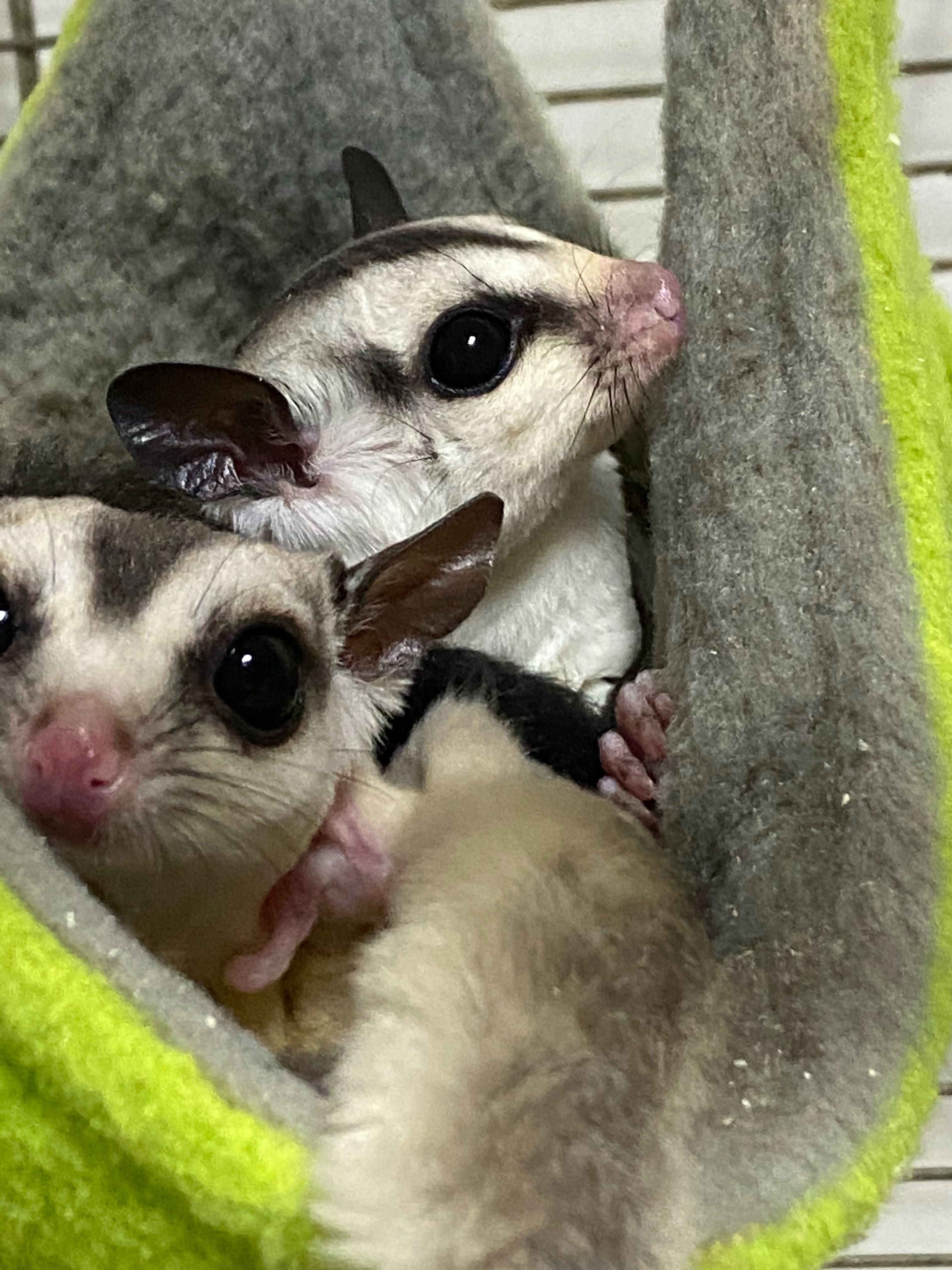 Lotopalanka lotopalanki
