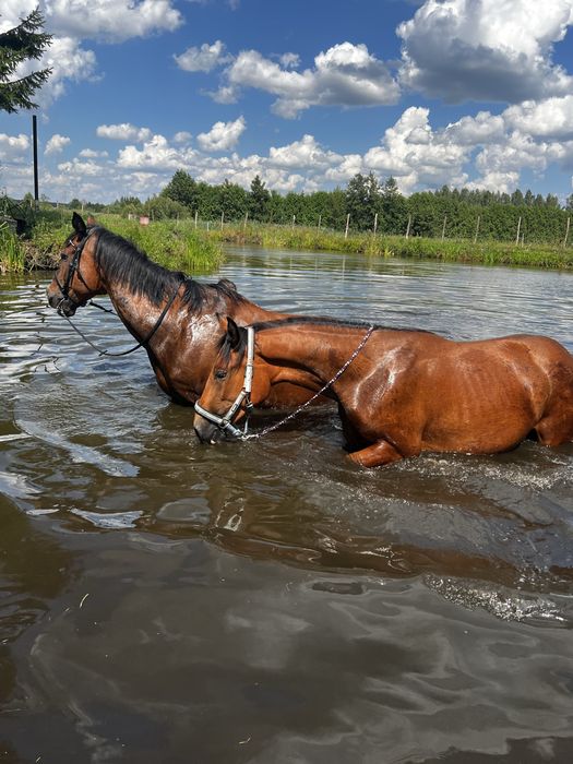 Młoda urodziwa klacz