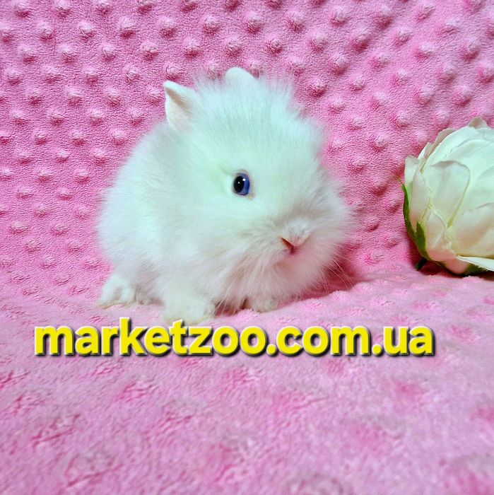 Міні кролик Lionhead біленька дівчинка міні карликовые кролики карлико