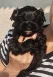 Black york piesek