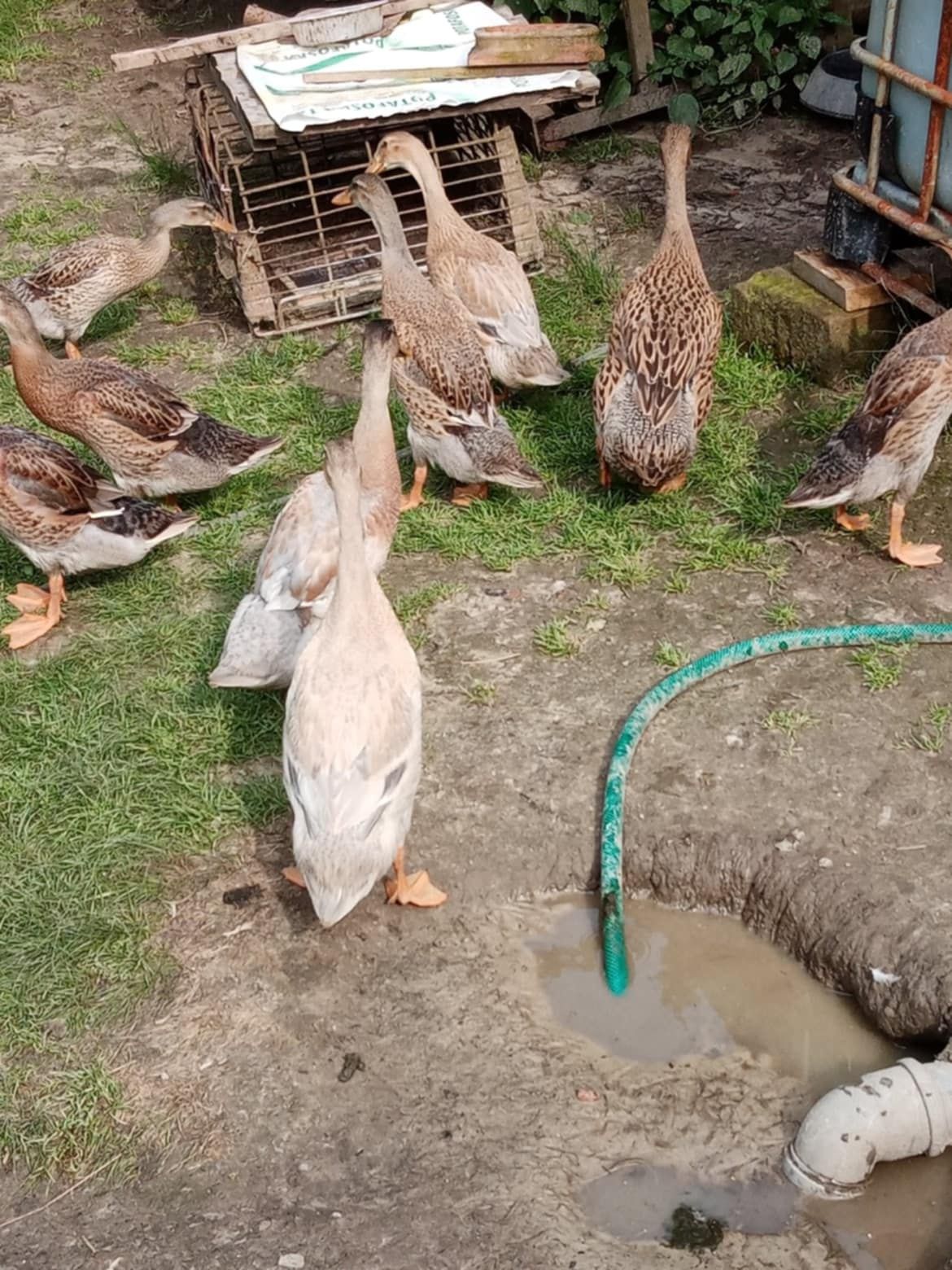 Sprzedam kozę z mlekiem. Oraz kaczki biegusy
