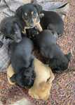Cachorros para adoção