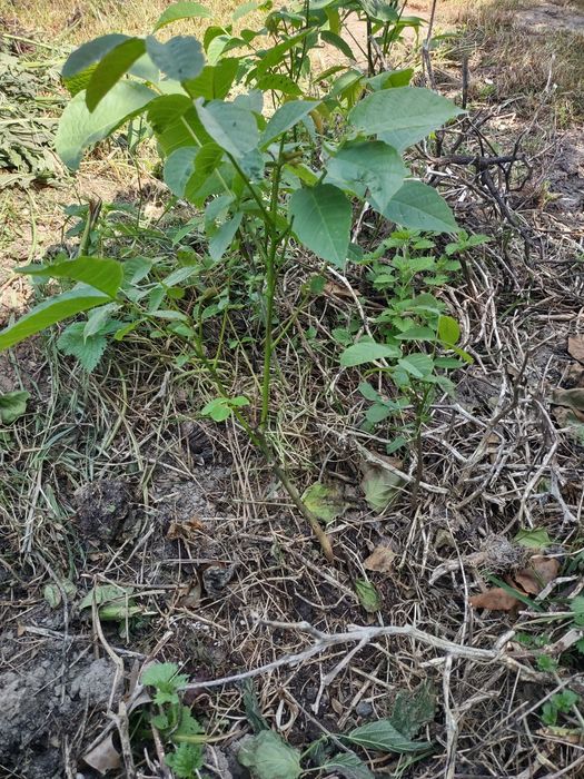 Drzewko orzech włoski(duży owoc)