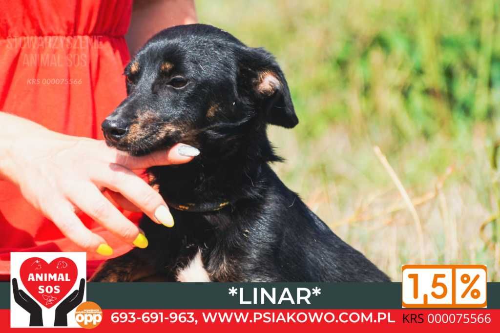 Maleńki Linar dlaczego gnije w schronisku? Daj dom!