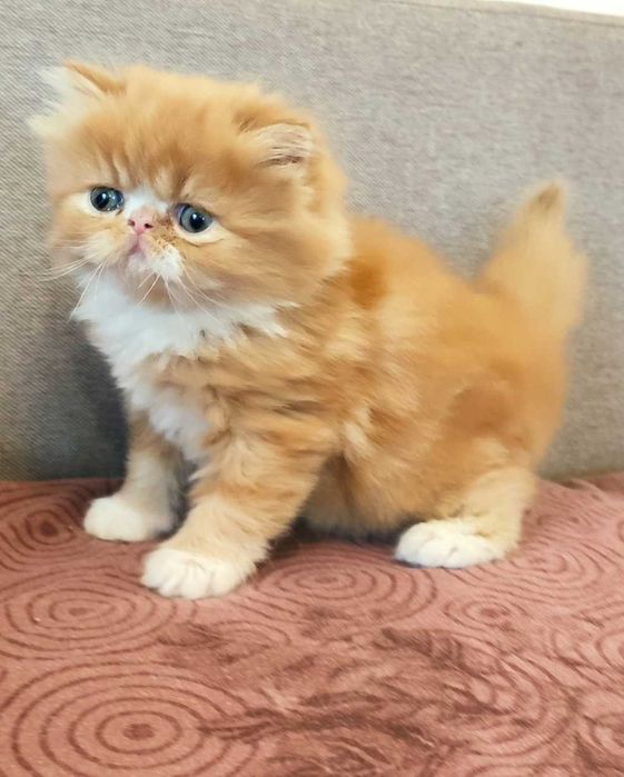 Персидские котята экзоты