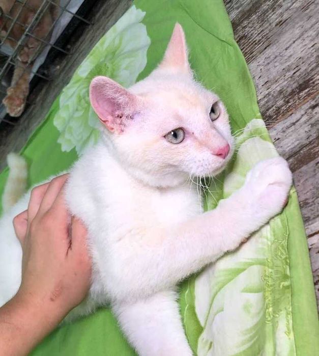 Уникальный маленький, голубоглазый котёночек Сахарочек, 4 месяца