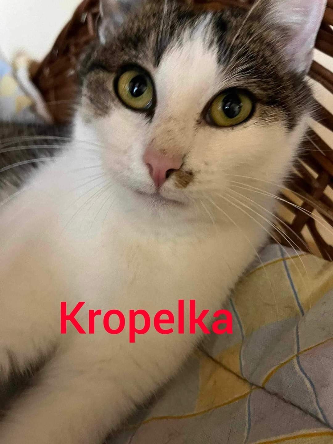 Kotki do adopcji