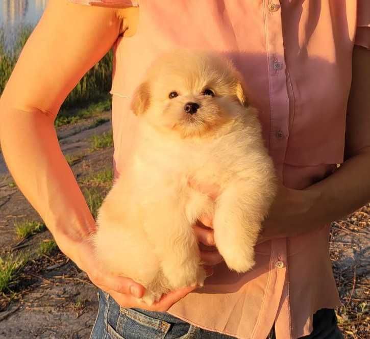 Містер Пухнастик) Хлопчик-цуценя дизайнерської породи PomaPoo. Київ