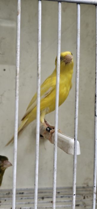 Espanholinhas miniatura 2025