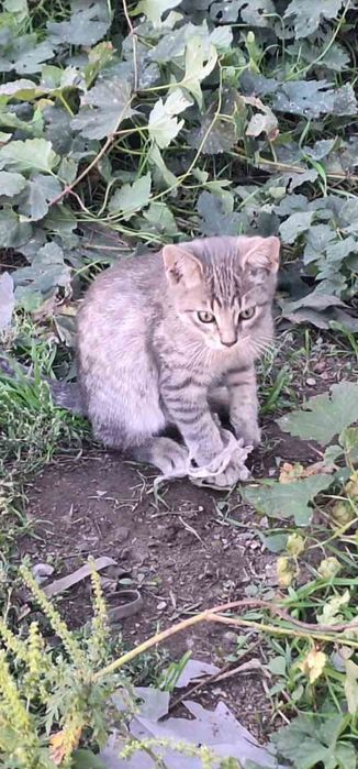 Выбирайте котенка. Котята бесплатно. Кот. Кошка. Даром. Котенок