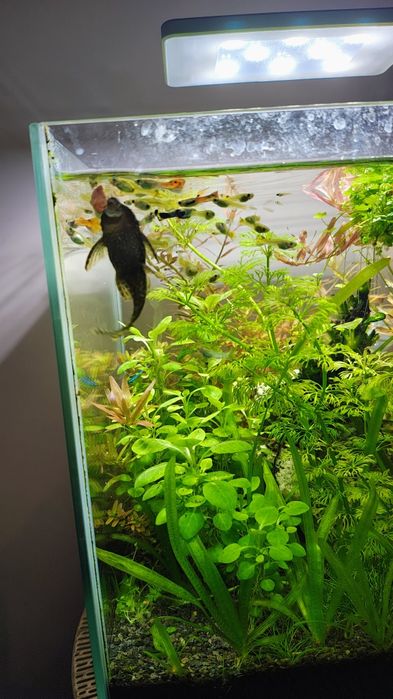 akwarium kostka optiwhite  19L