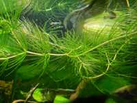 Rogatek sztywny - roślina akwariowa - słoik 1 litr