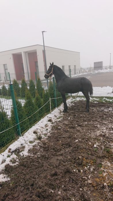 Sprzedam ogierka fryzyjskiego