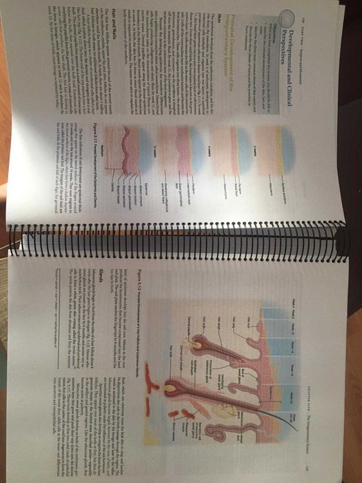 Livro Saladin - Anatomia