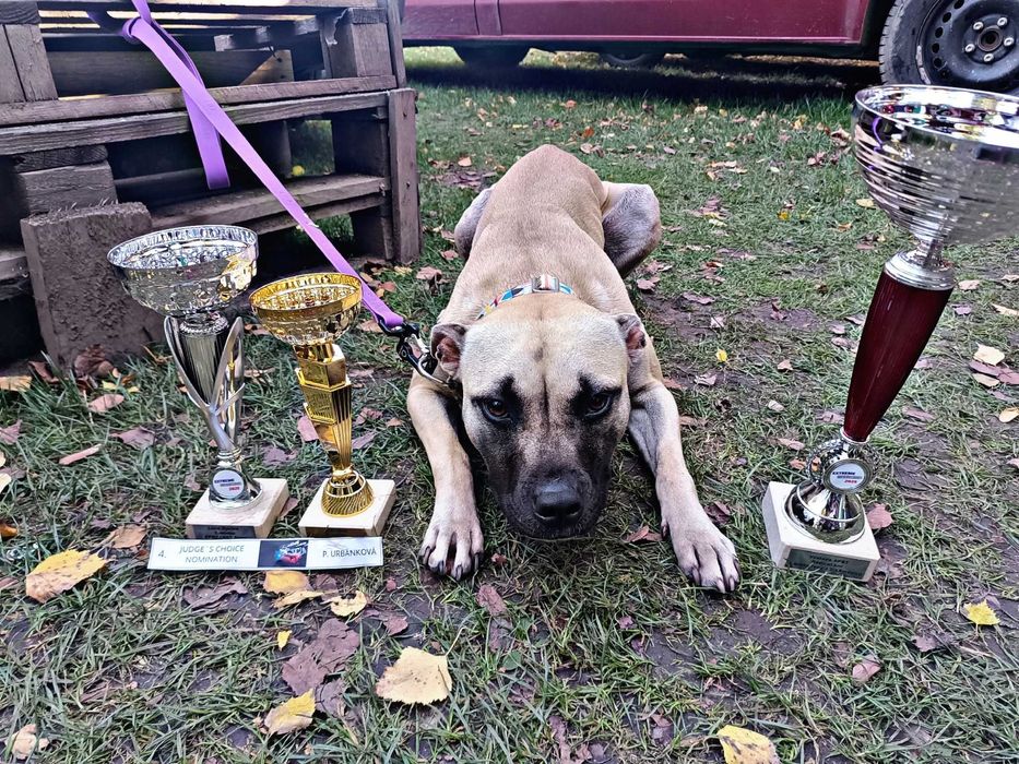 American Pitt Bull  / APBT  Red Nose /  import Balkany /  USA